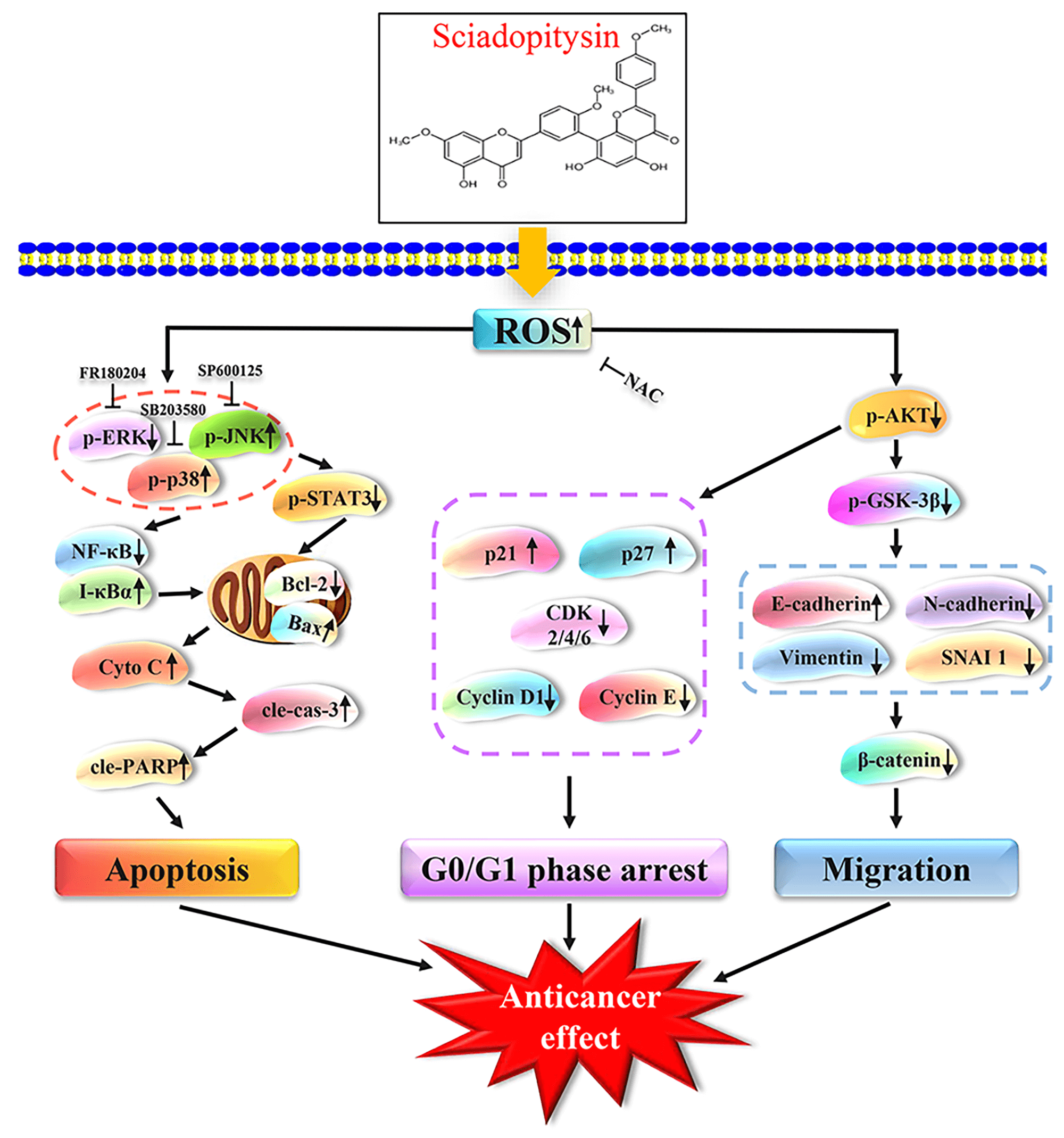 Sciadopitysin exerts anticancer effects on HepG2 hepatocellular carcinoma cells by regulating reactive oxygen species-mediated signaling pathways