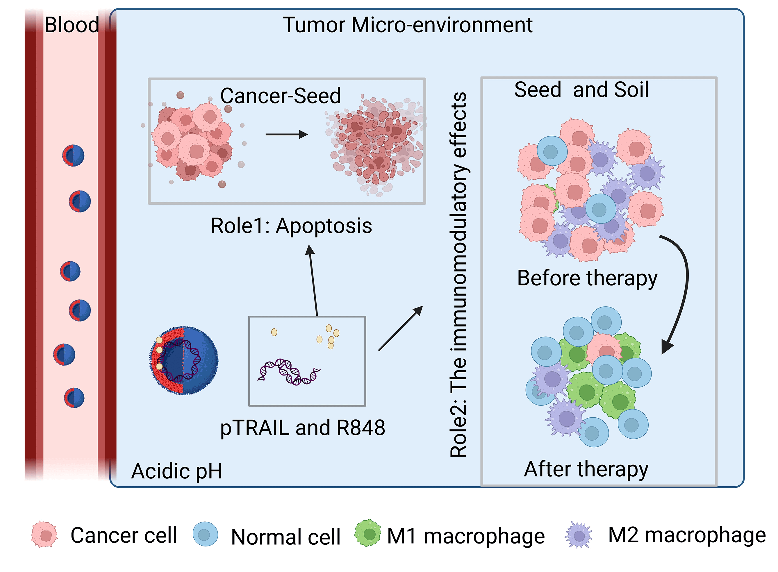 Remodeling tumor microenvironment using pH-sensitive biomimetic co-delivery of TRAIL/R848 liposomes against colorectal cancer