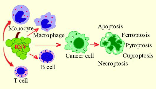 Immunomodulatory and chemopreventive effects of resveratrol on the digestive system cancers