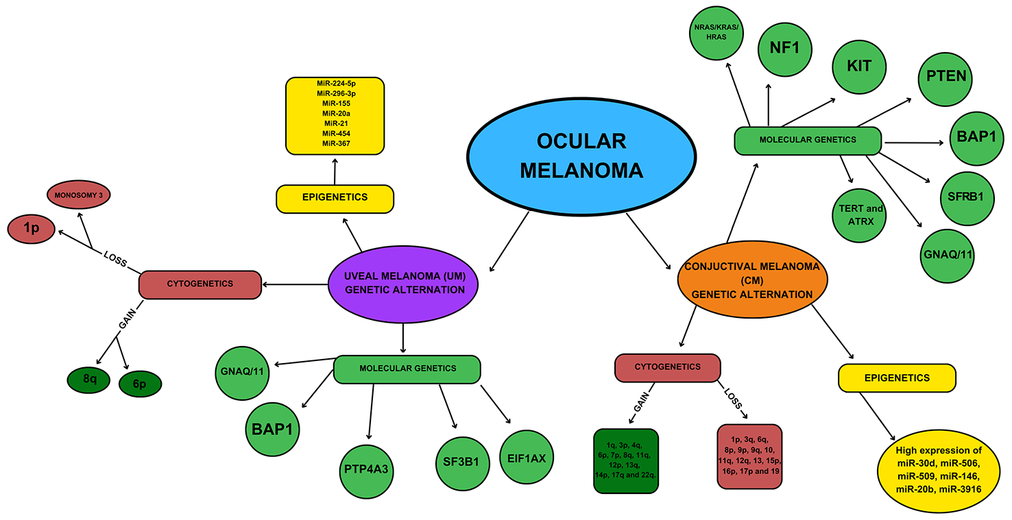 Biological characteristics and clinical management of uveal and conjunctival melanoma