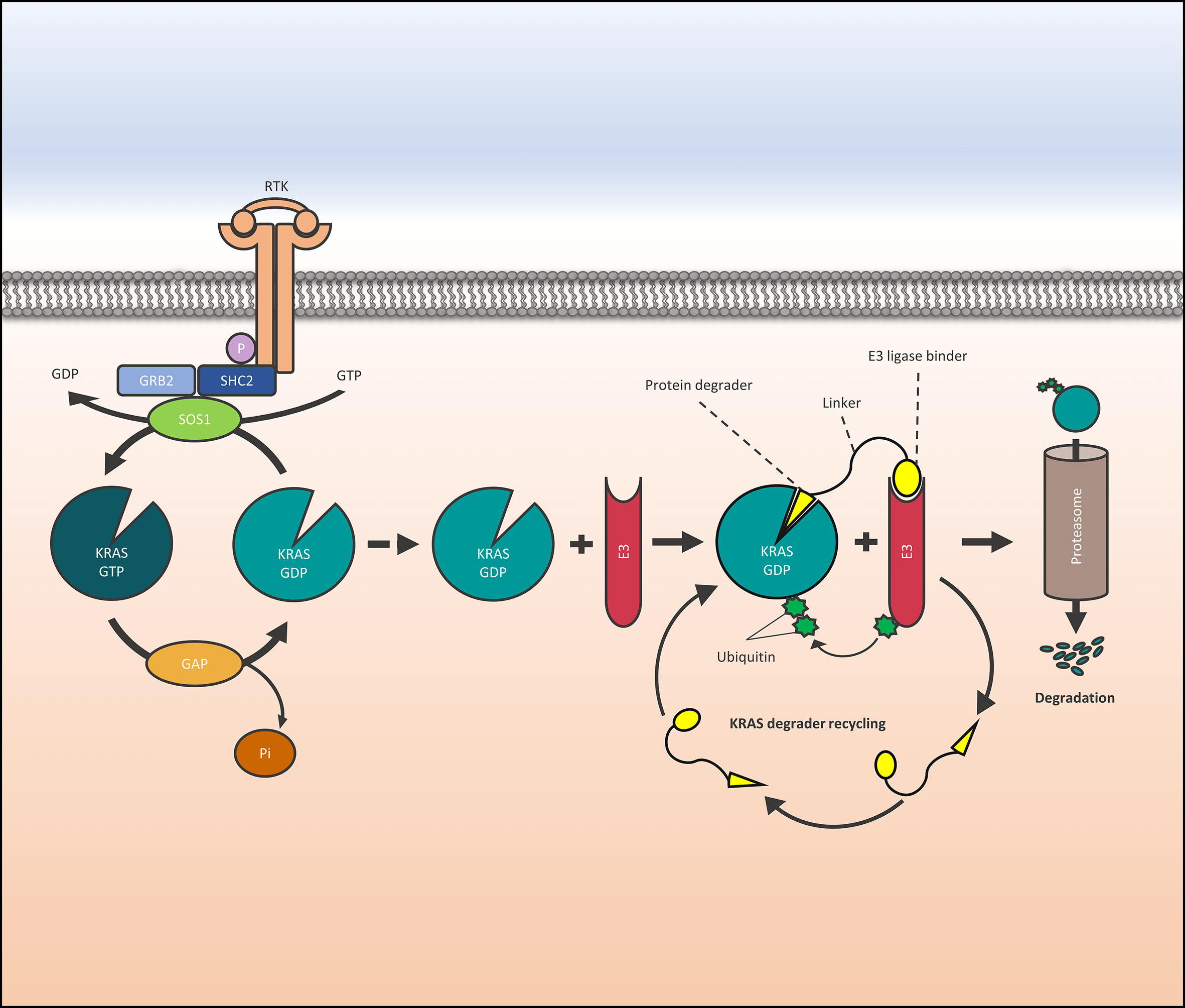 Development of PROTACS degrading KRAS and SOS1