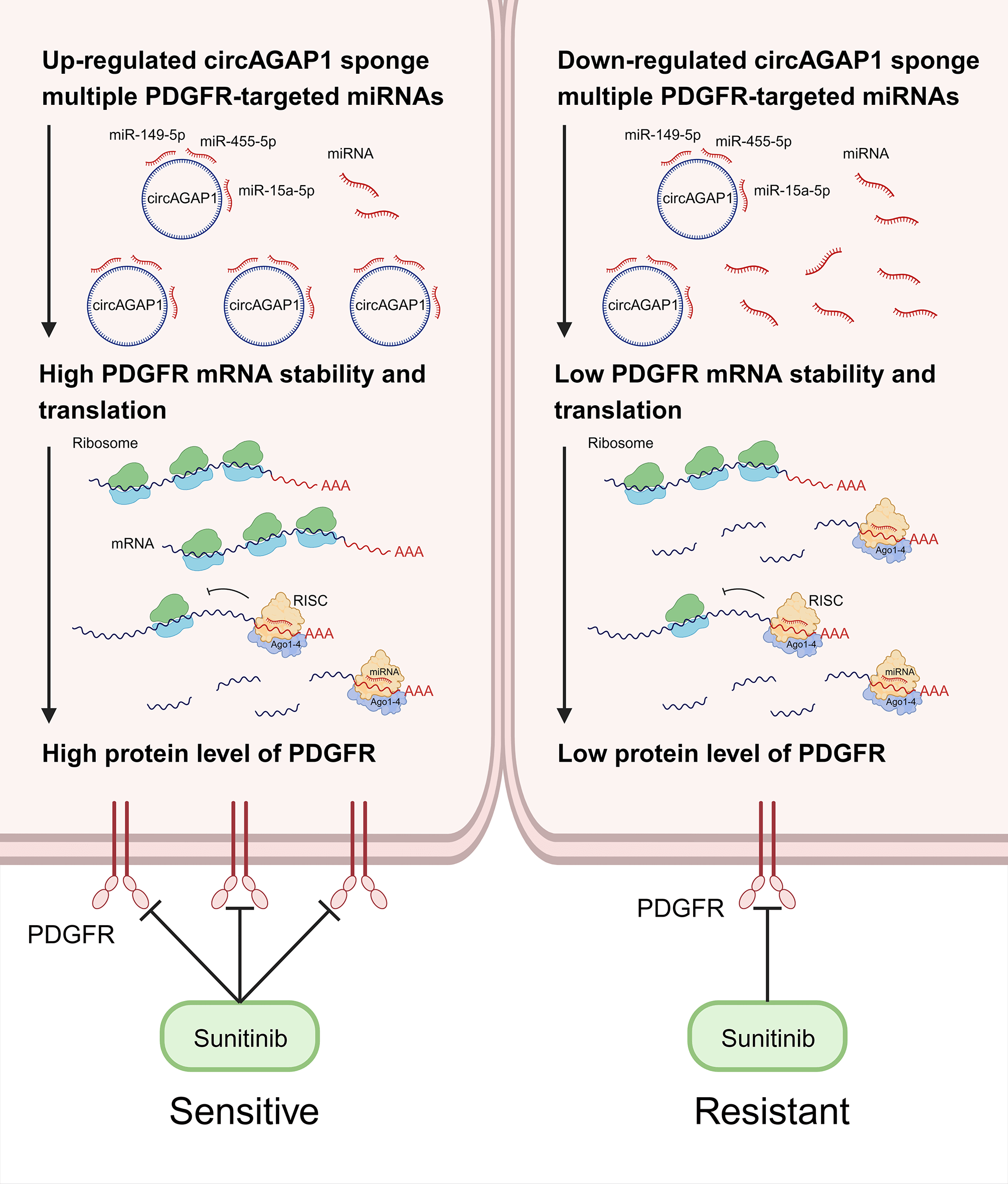 Circular RNA circAGAP1 promotes sunitinib sensitivity in renal cell carcinoma via sponging multiple PDGFR-targeted miRNAs