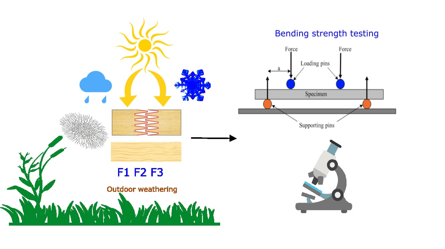 Evaluation of Mechanical Properties and Surface Quality of Wood from Bosnia and Herzegovina Exposed to Outdoor Conditions