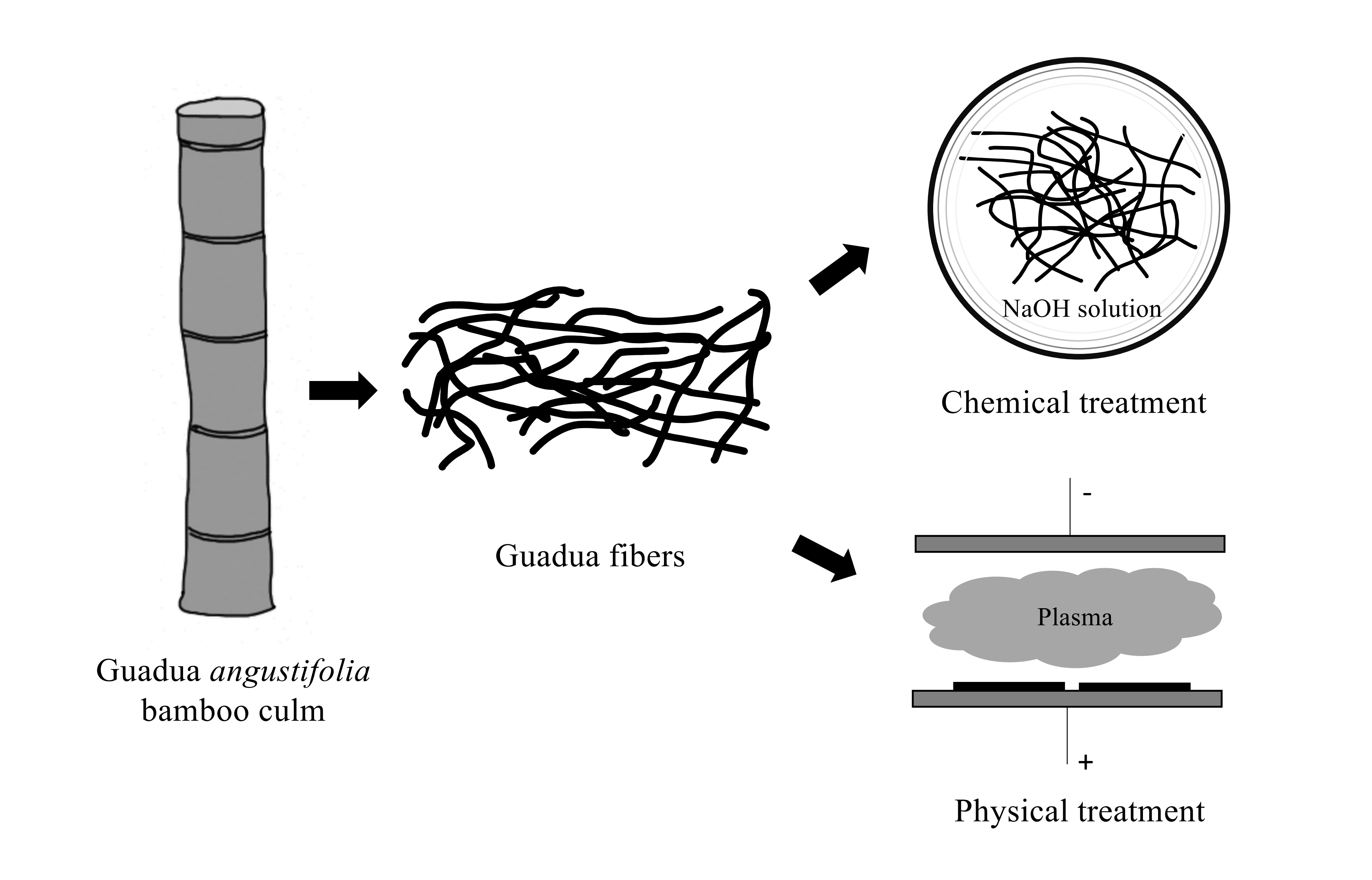 Alkali and Plasma-Treated <i>Guadua angustifolia</i> Bamboo Fibers: A Study on Reinforcement Potential for Polymeric Matrices