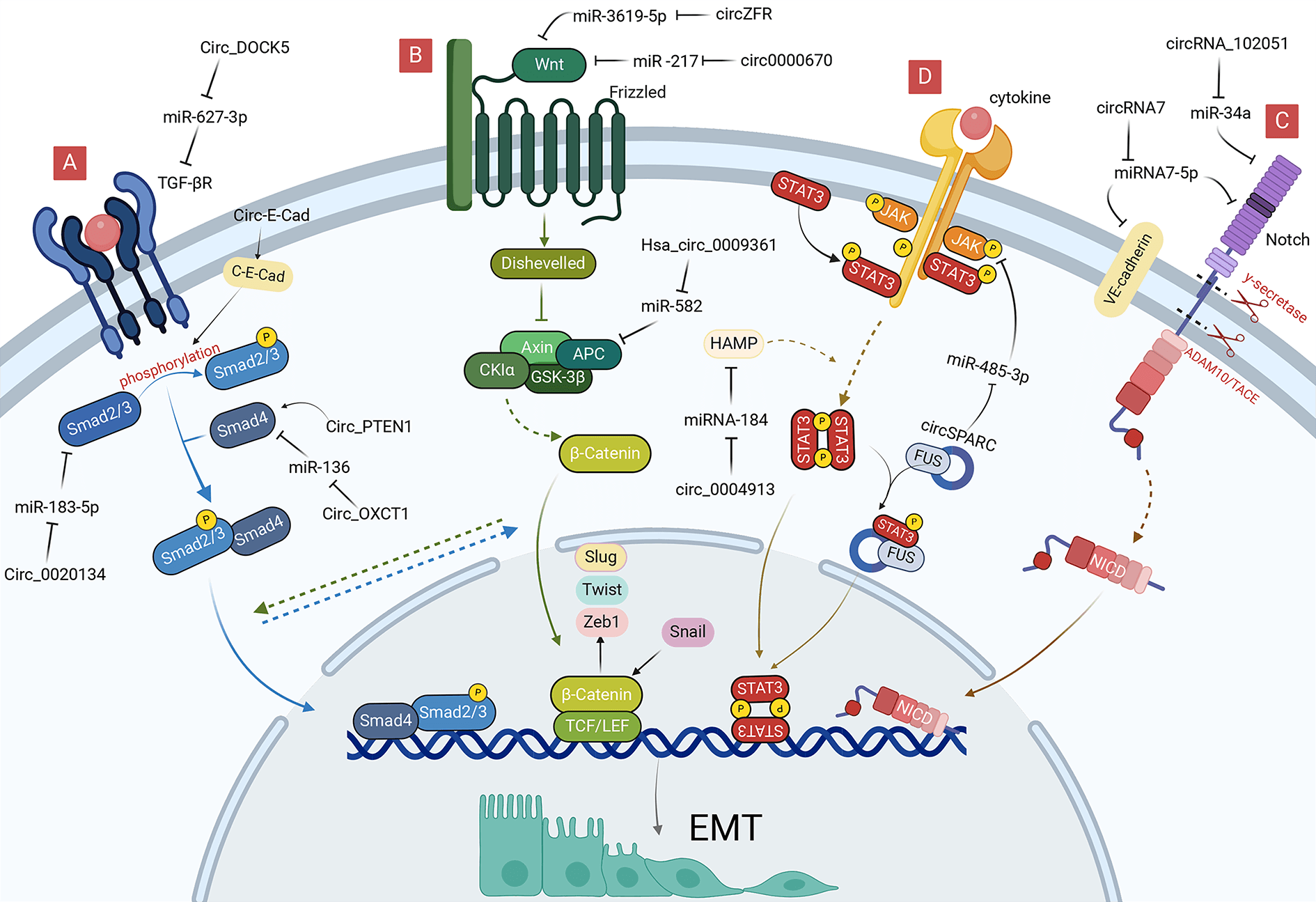 Biological roles and molecular mechanism of circular RNAs in epithelial-mesenchymal transition of gastrointestinal malignancies