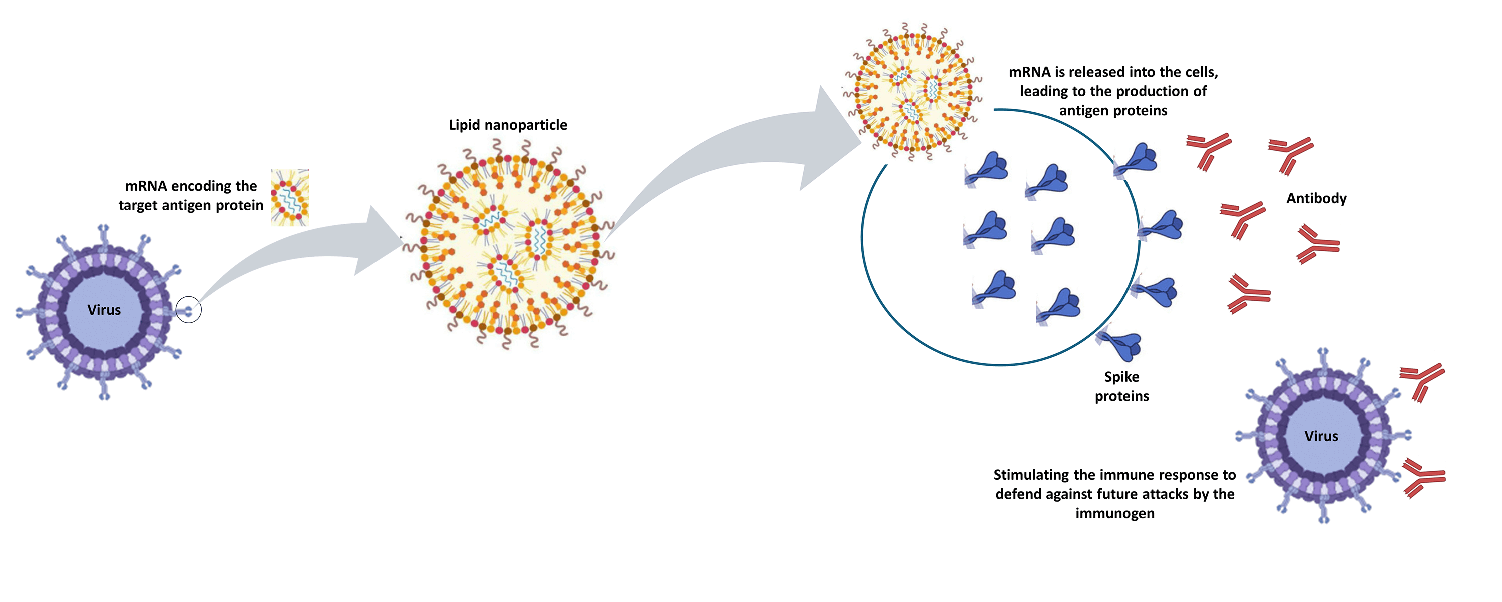 mRNA vaccines: a new era in vaccine development