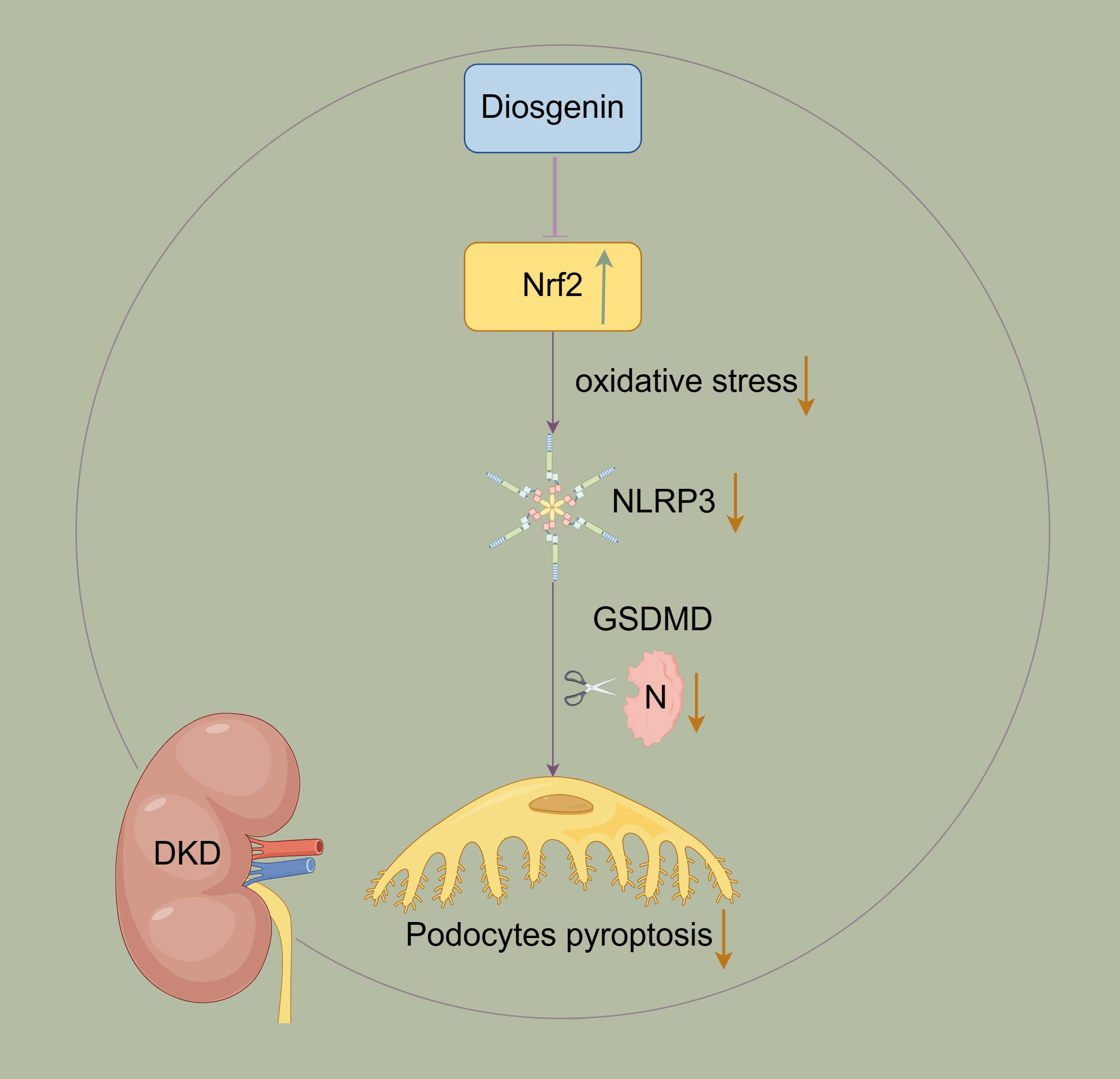 Diosgenin inhibited podocyte pyroptosis in diabetic kidney disease by regulating the Nrf2/NLRP3 pathway