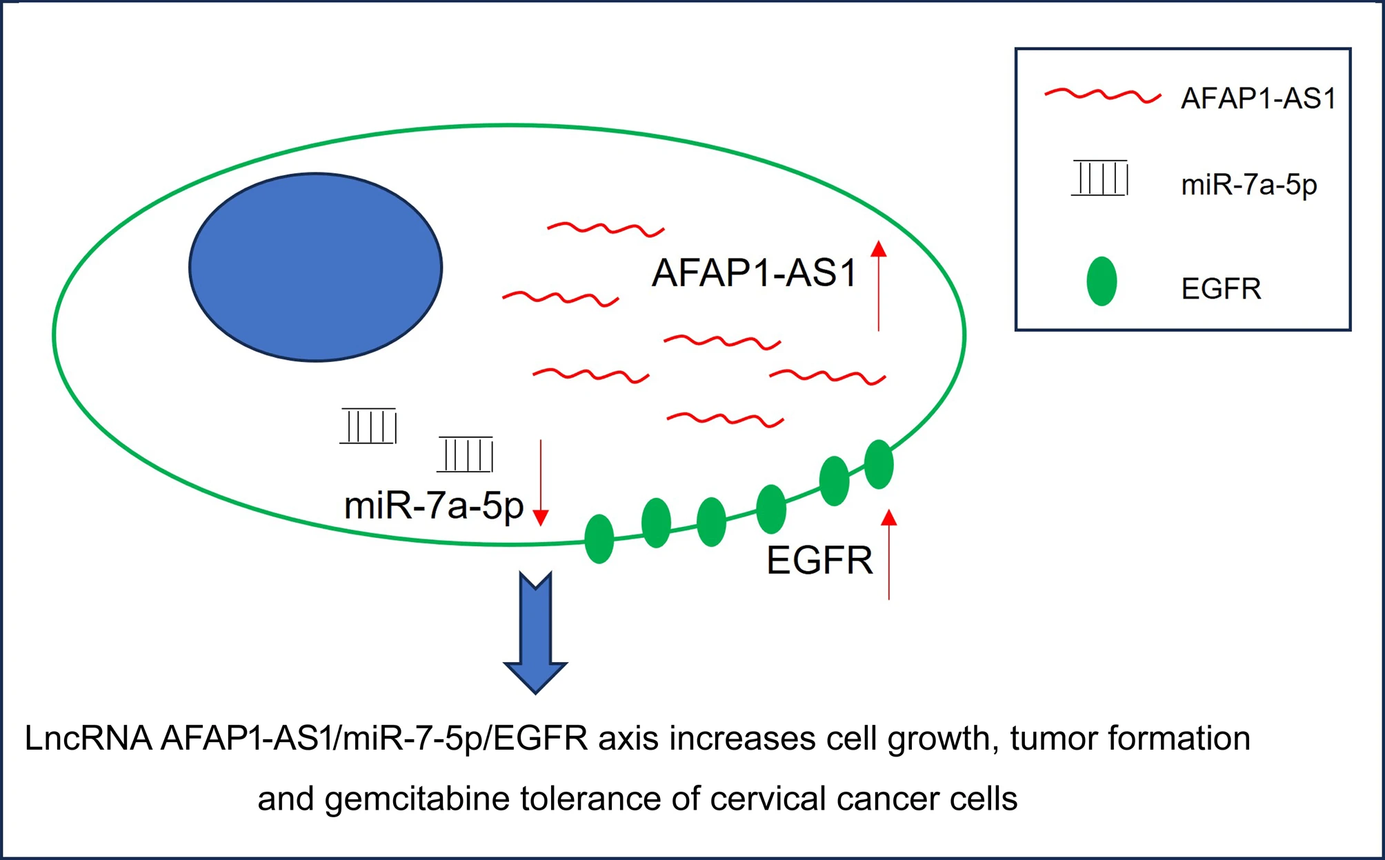 LncRNA AFAP1-AS1 exhibits oncogenic characteristics and promotes gemcitabine-resistance of cervical cancer cells through miR-7-5p/EGFR axis