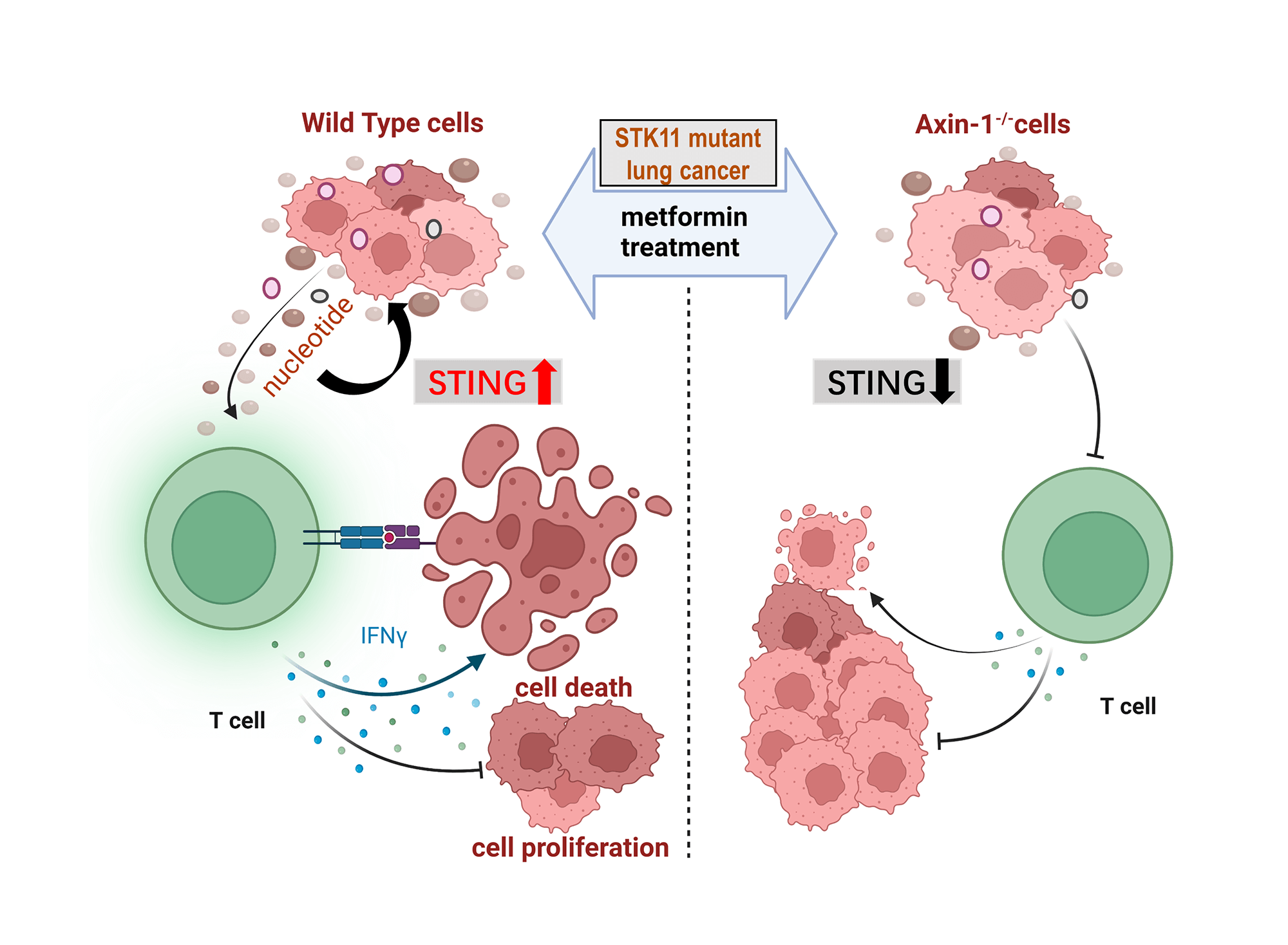 Metformin promotes anti-tumor immunity in <i>STK11</i> mutant NSCLC through AXIN1-dependent upregulation of multiple nucleotide metabolites