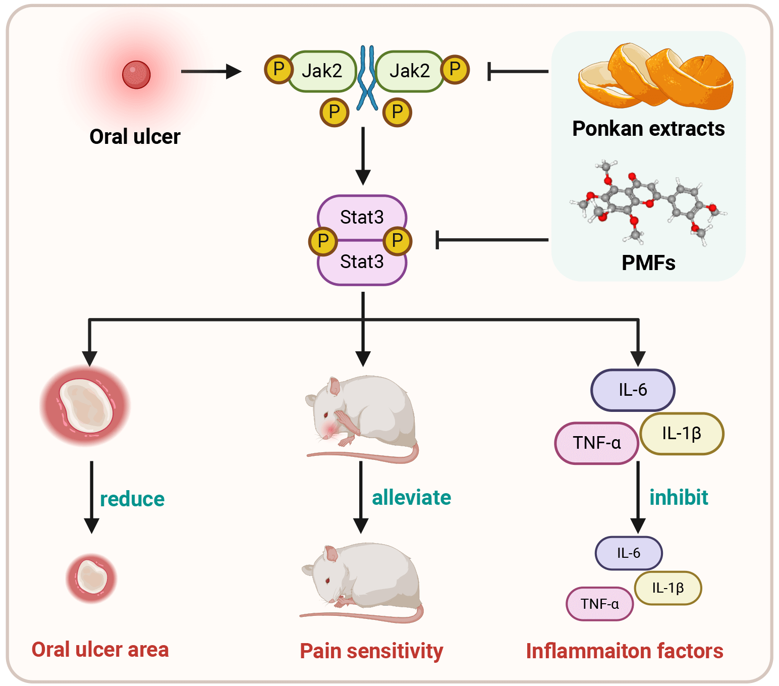 Inhibitory Effect of Ponkan (<i>Citrus reticulata</i> ‘Ponkan’) Flavonoids on Oral Ulcers through Jak2-Stat3 Signaling Pathway