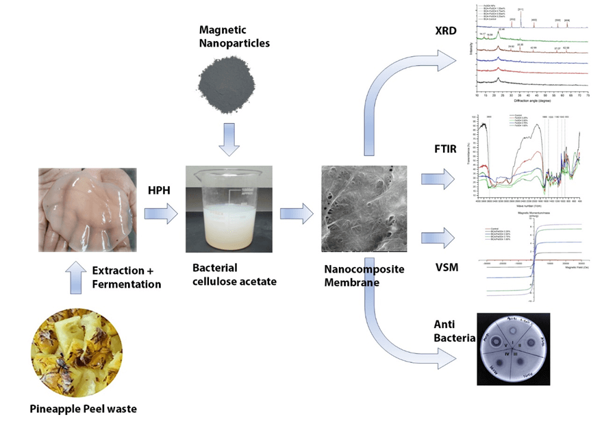 Enhanced Dye Adsorption and Bacterial Removal of Magnetic Nanoparticle-Functionalized Bacterial Cellulose Acetate Membranes