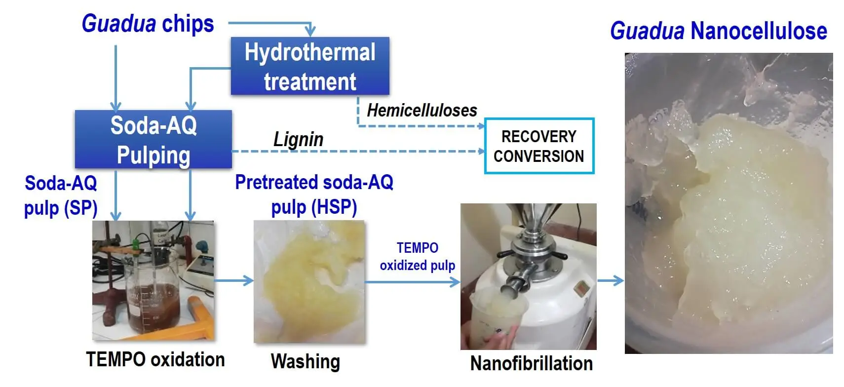 Potential of Bamboo Species <i>Guadua trinii</i> and <i>Guadua angustifolia</i> for Nanocellulose Production