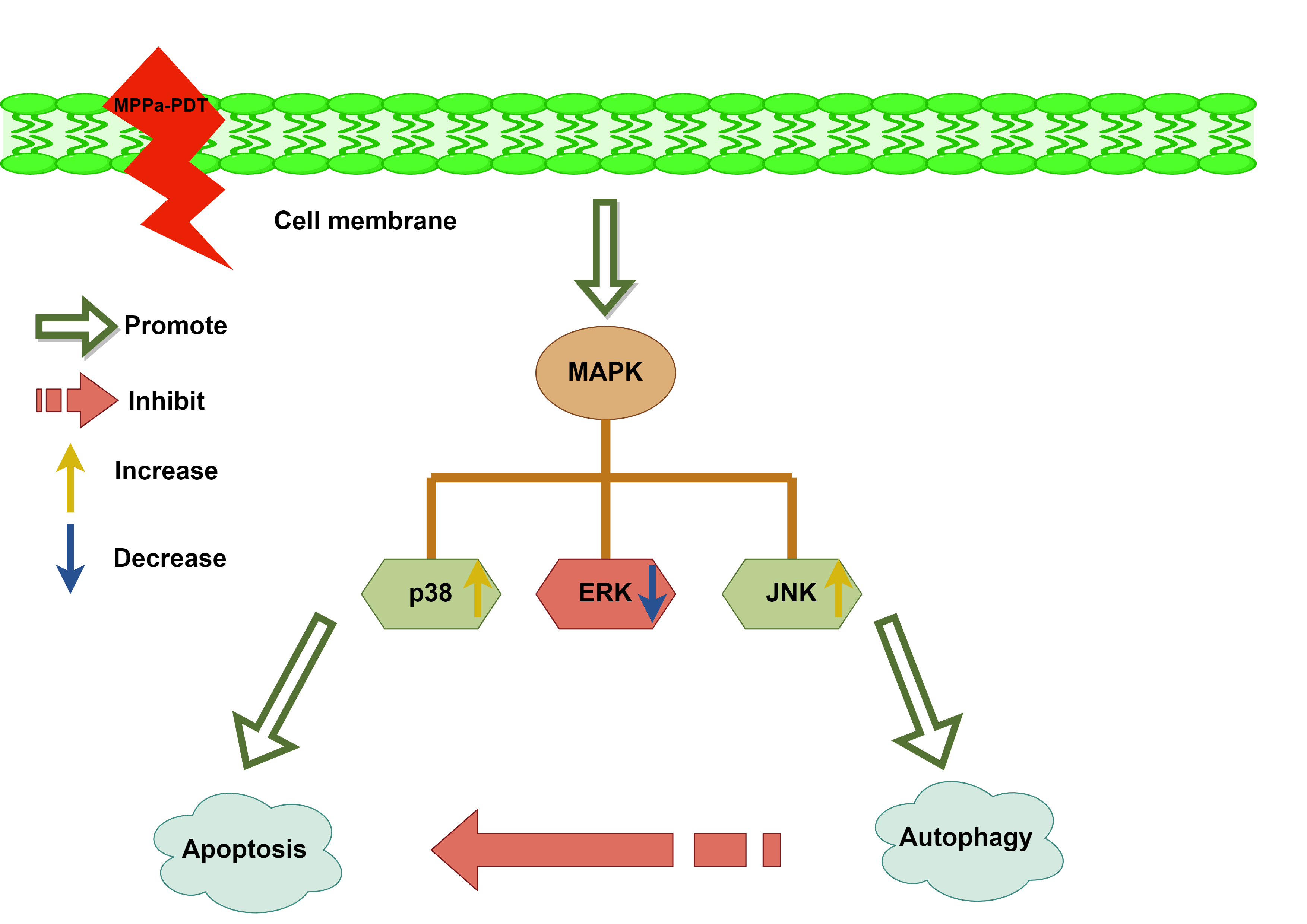 MPPa-PDT induced apoptosis and autophagy through JNK and p38 MAPK signaling pathways in A549 cells