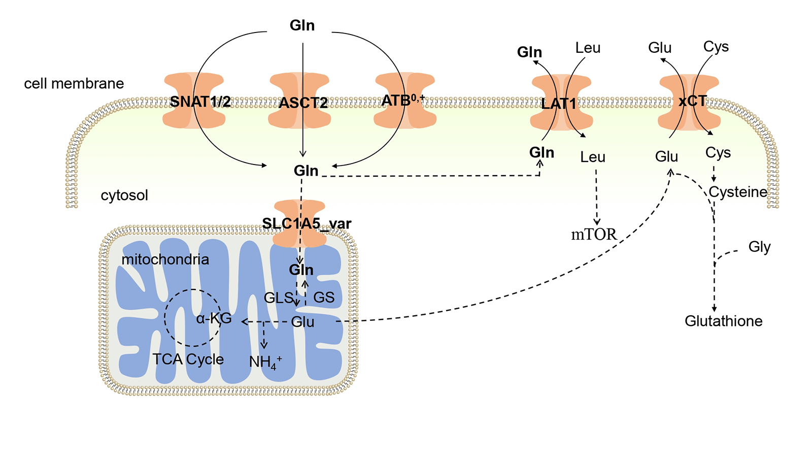 Glutamine transporters as effective targets in digestive system malignant tumor treatment