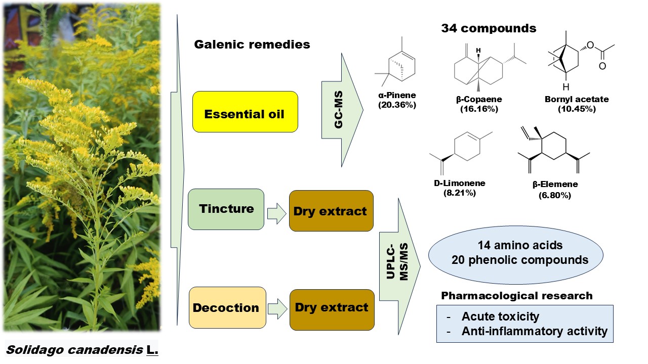 Phytochemical and Pharmacological Research in Galenic Remedies of <i>Solidago canadensis</i> L. Herb