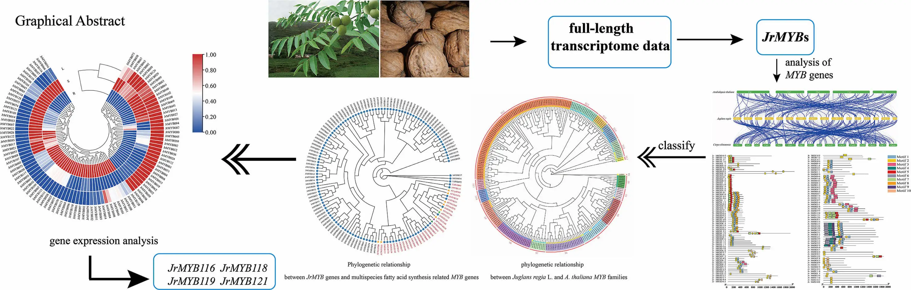 Genome-Wide Identification of the <i>MYB</i> Gene Family and Screening of Potential Genes Involved in Fatty Acid Biosynthesis in Walnut