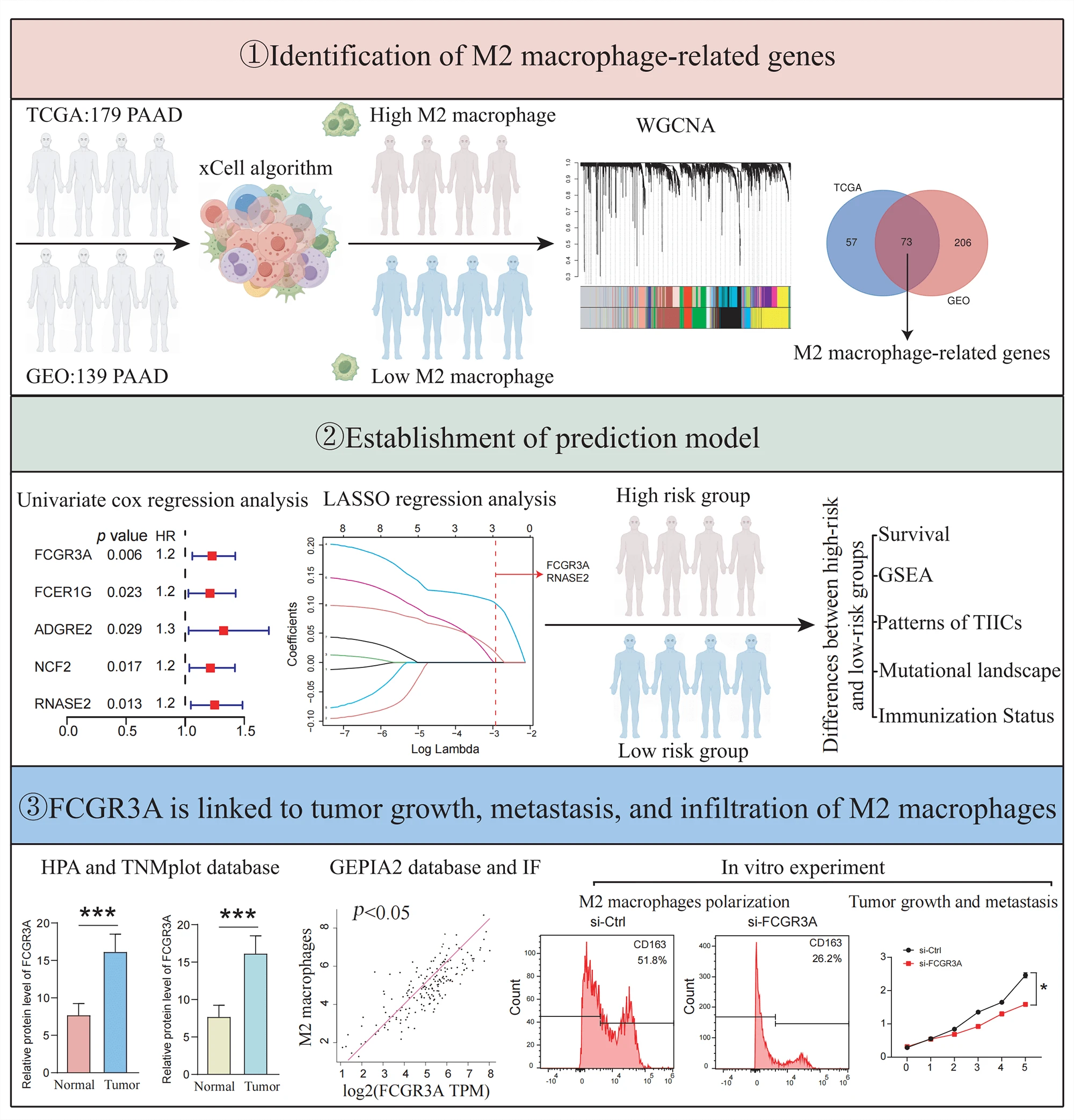 Identification of M2 macrophage-related genes for establishing a prognostic model in pancreatic cancer: <i>FCGR3A</i> as key gene