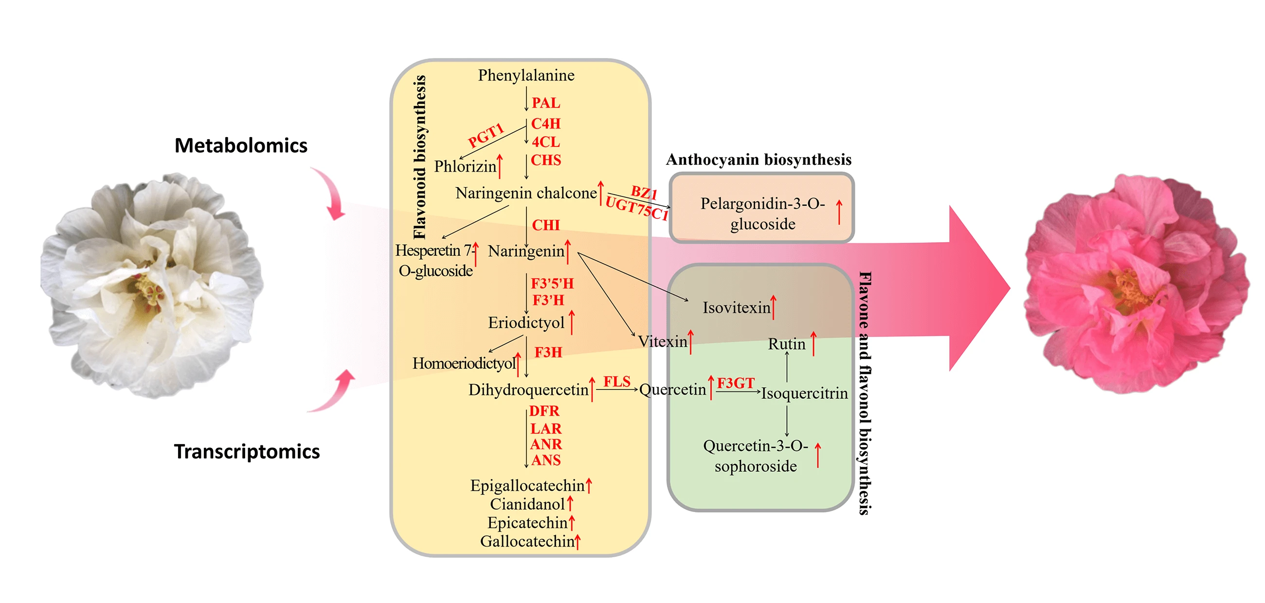 Integrated Transcriptomics and Metabolomics Analysis for the Mechanism Underlying White-to-Pink Petal Color Transition in <i>Hibiscus mutabilis</i> Flowers