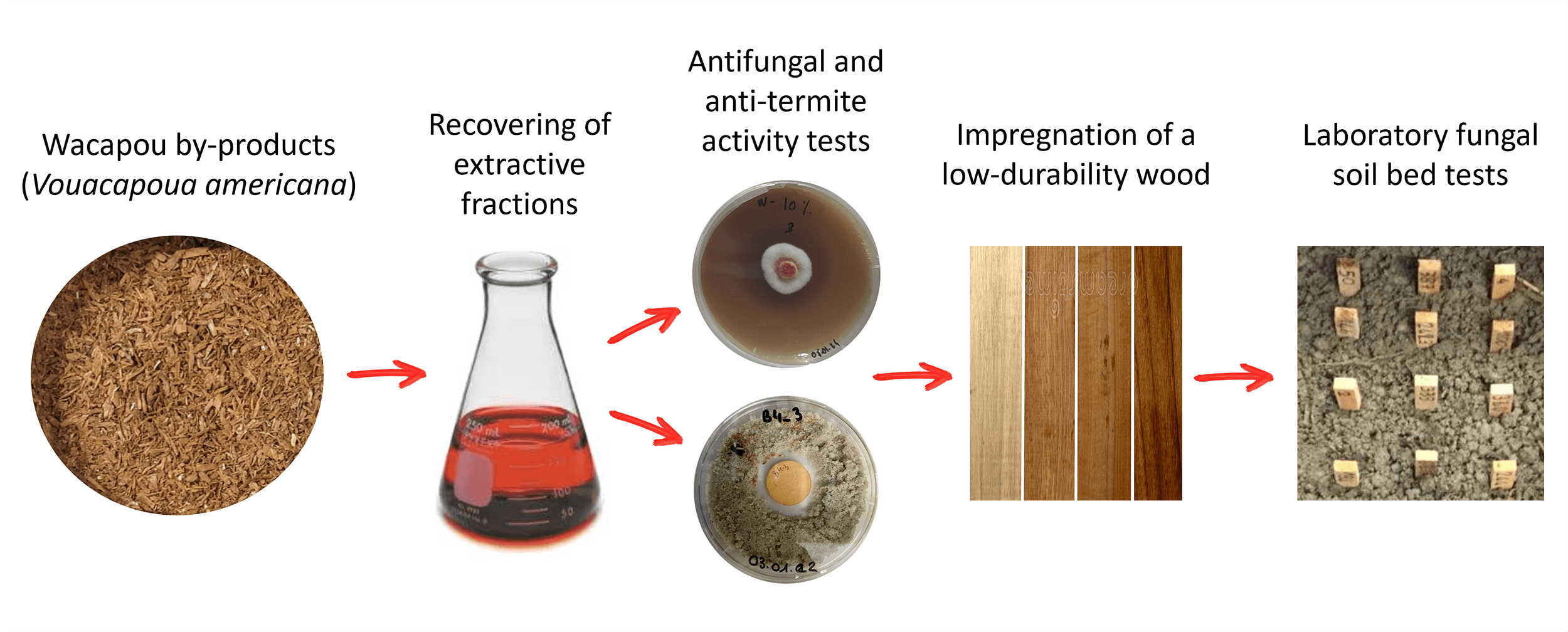 The Potential of Wacapou (<i>Vouacapoua americana</i>) Extracts to Develop New Biobased Protective Solutions for Low-Durability Wood Species