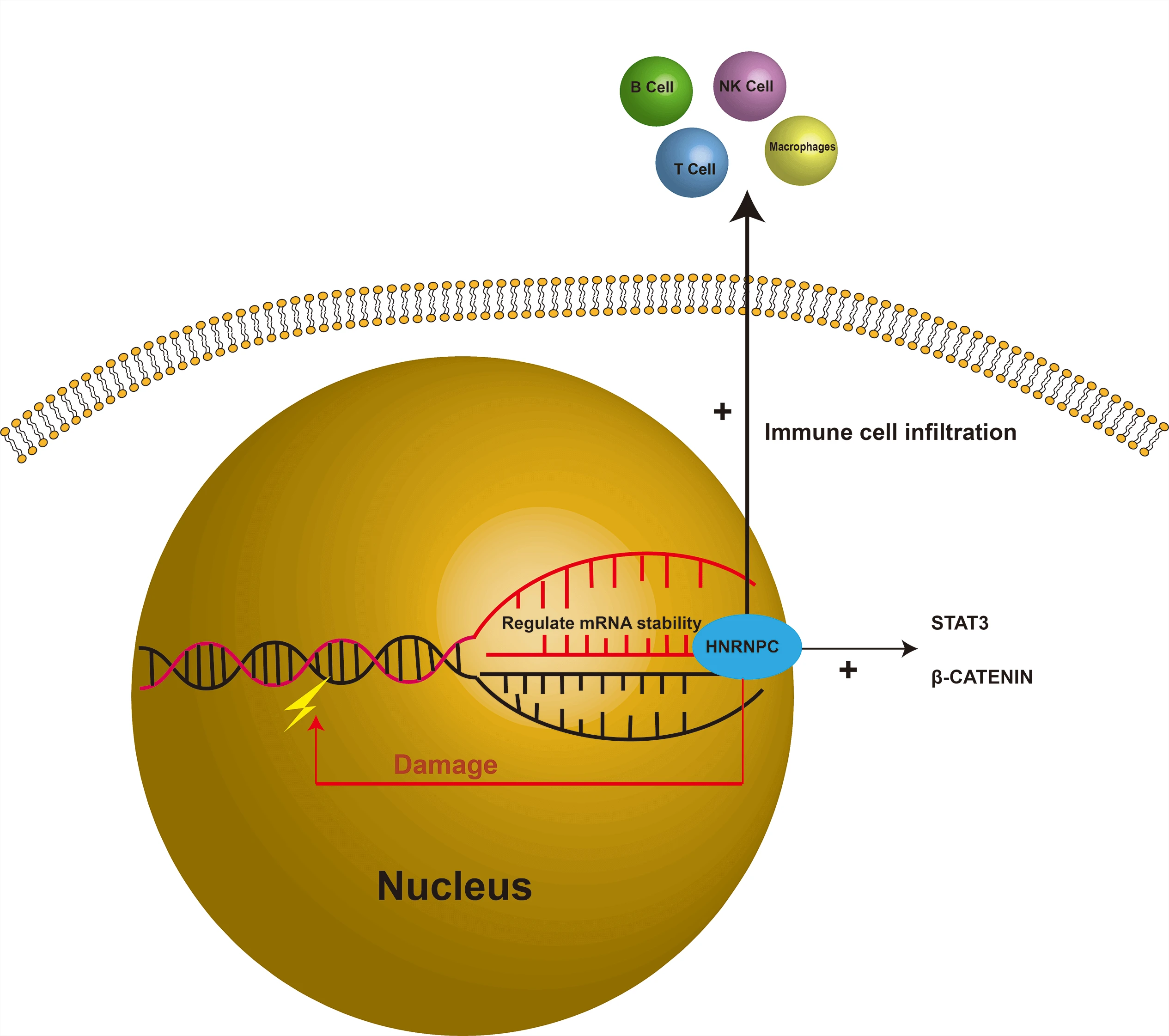 HNRNPC as a pan-cancer biomarker and therapeutic target involved in tumor progression and immune regulation