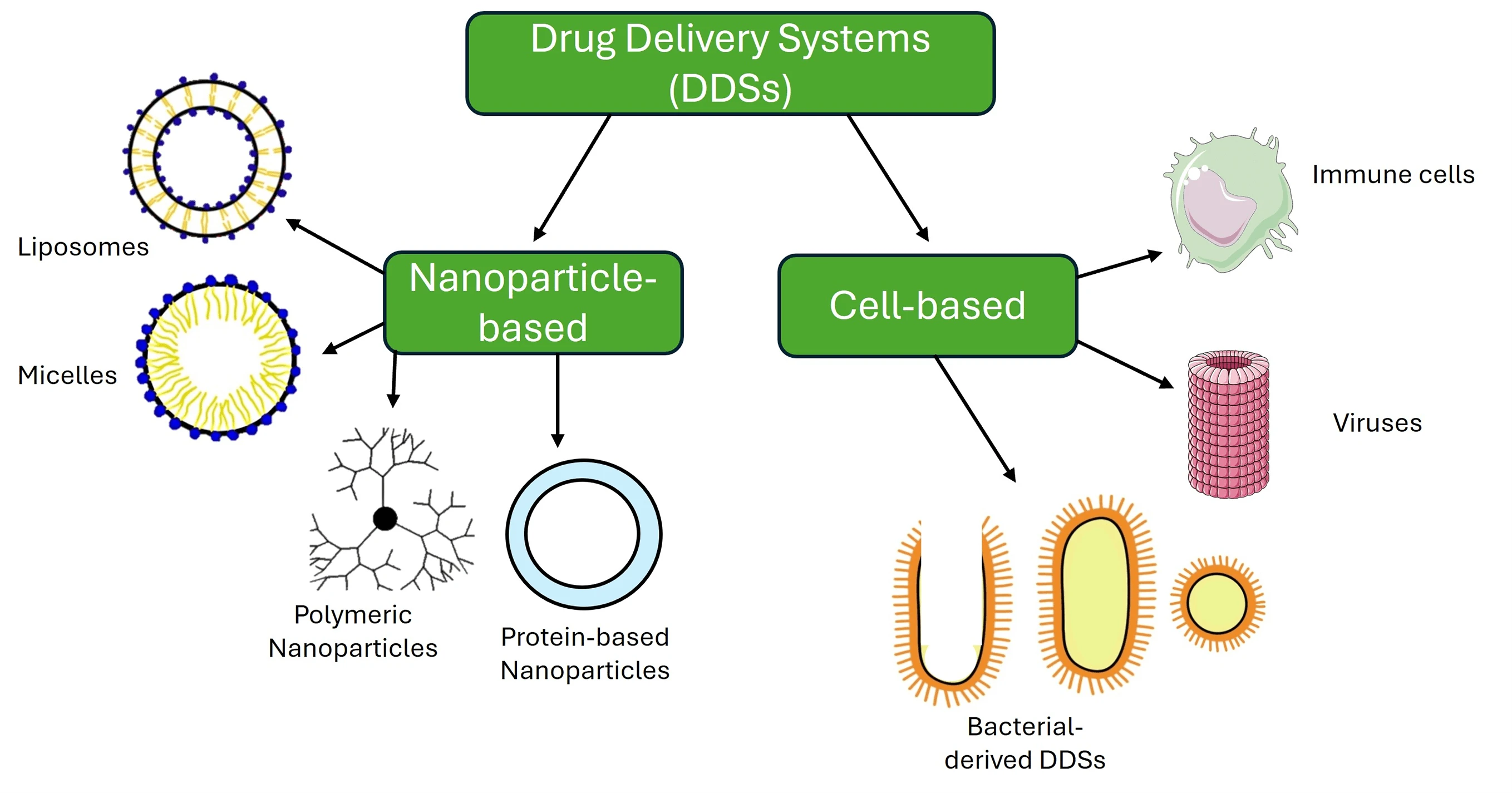 Research advancements in nanoparticles and cell-based drug delivery systems for the targeted killing of cancer cells