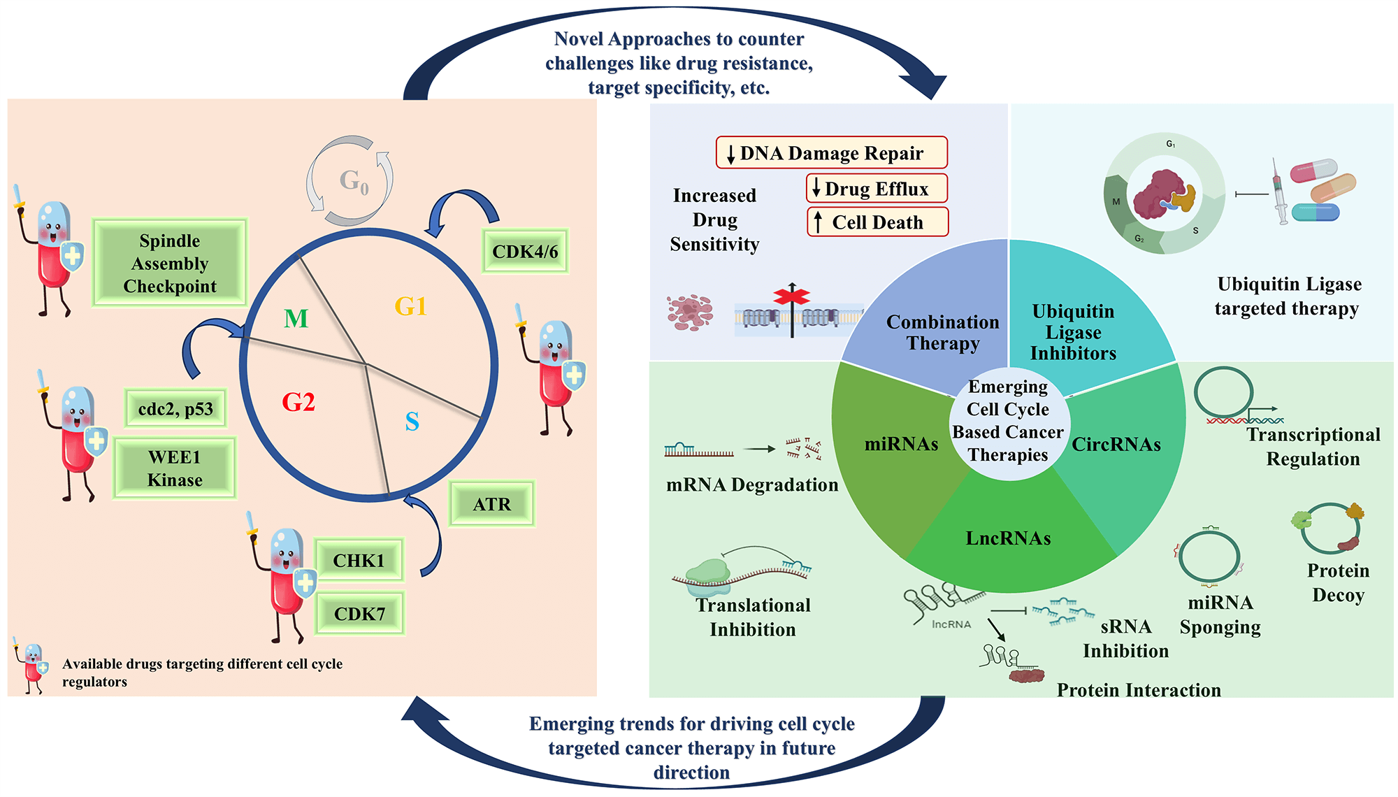 Targeting cell cycle regulators: A new paradigm in cancer therapeutics