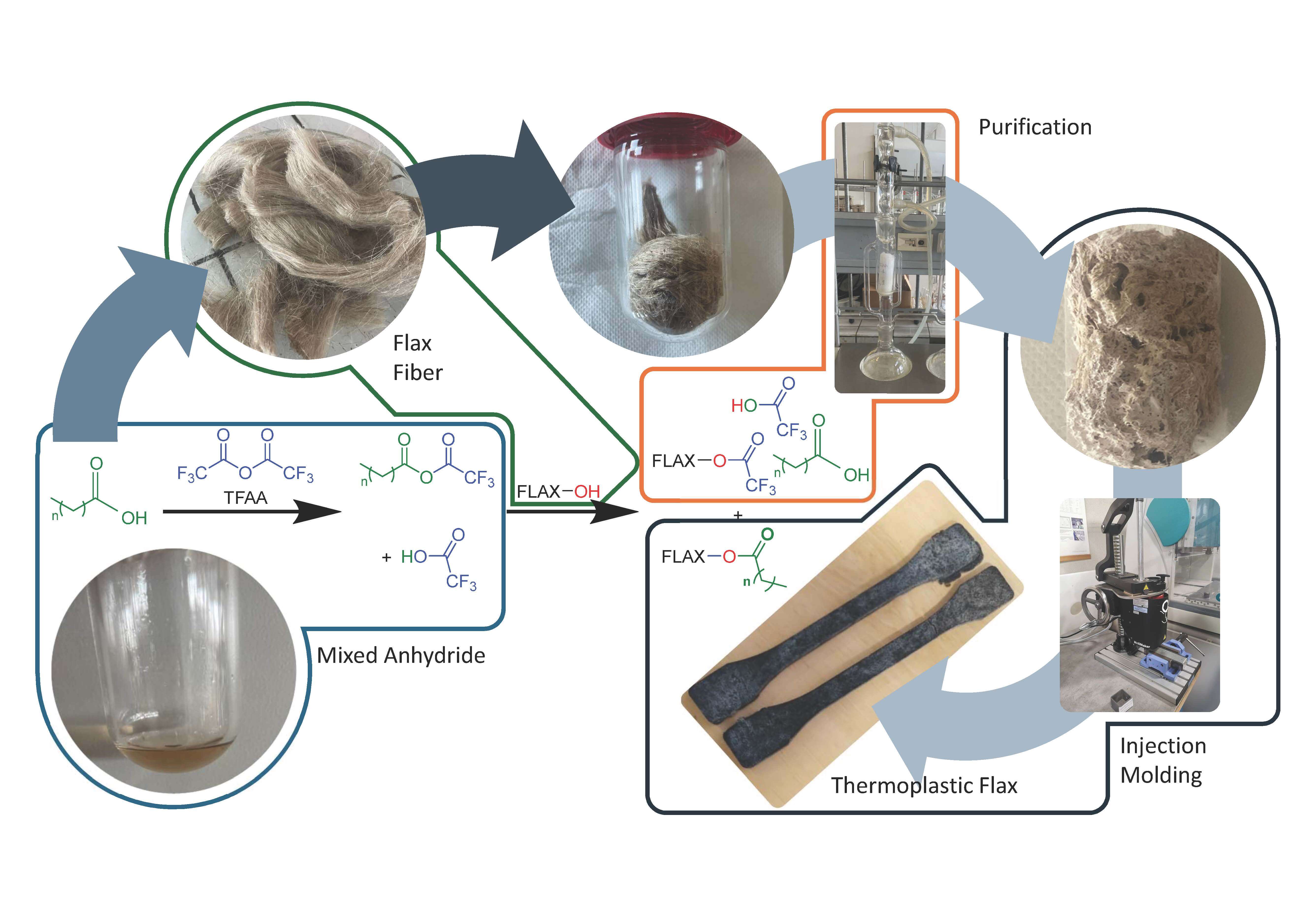 Structural and Mechanical Properties of Bio-Sourced Thermoplastic Materials from Flax and Fatty Acids